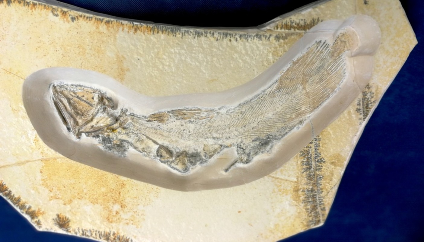 Fossili viventi al Museo paleontologico astigiano